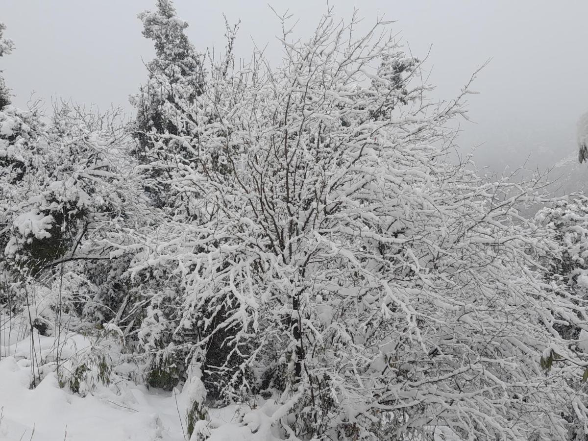 Chiraiyya Cottage Pangot Nainital Zewnętrze zdjęcie